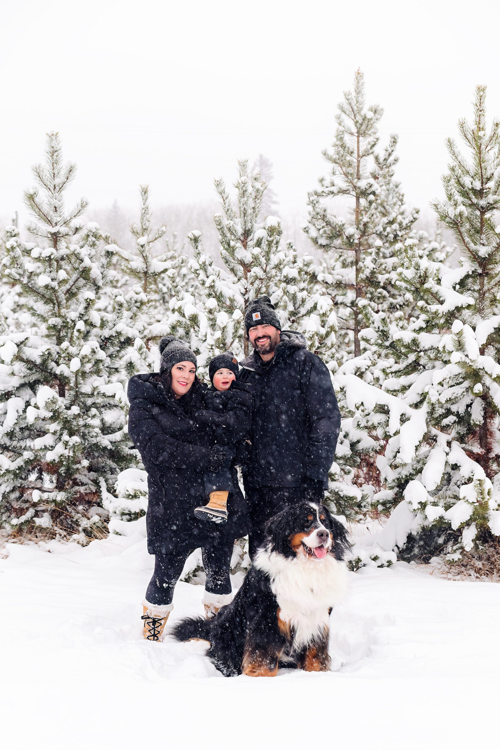 family standing in snow near snowy spruce trees bernese mountain dog outdoor family winter photography session ft sask ab