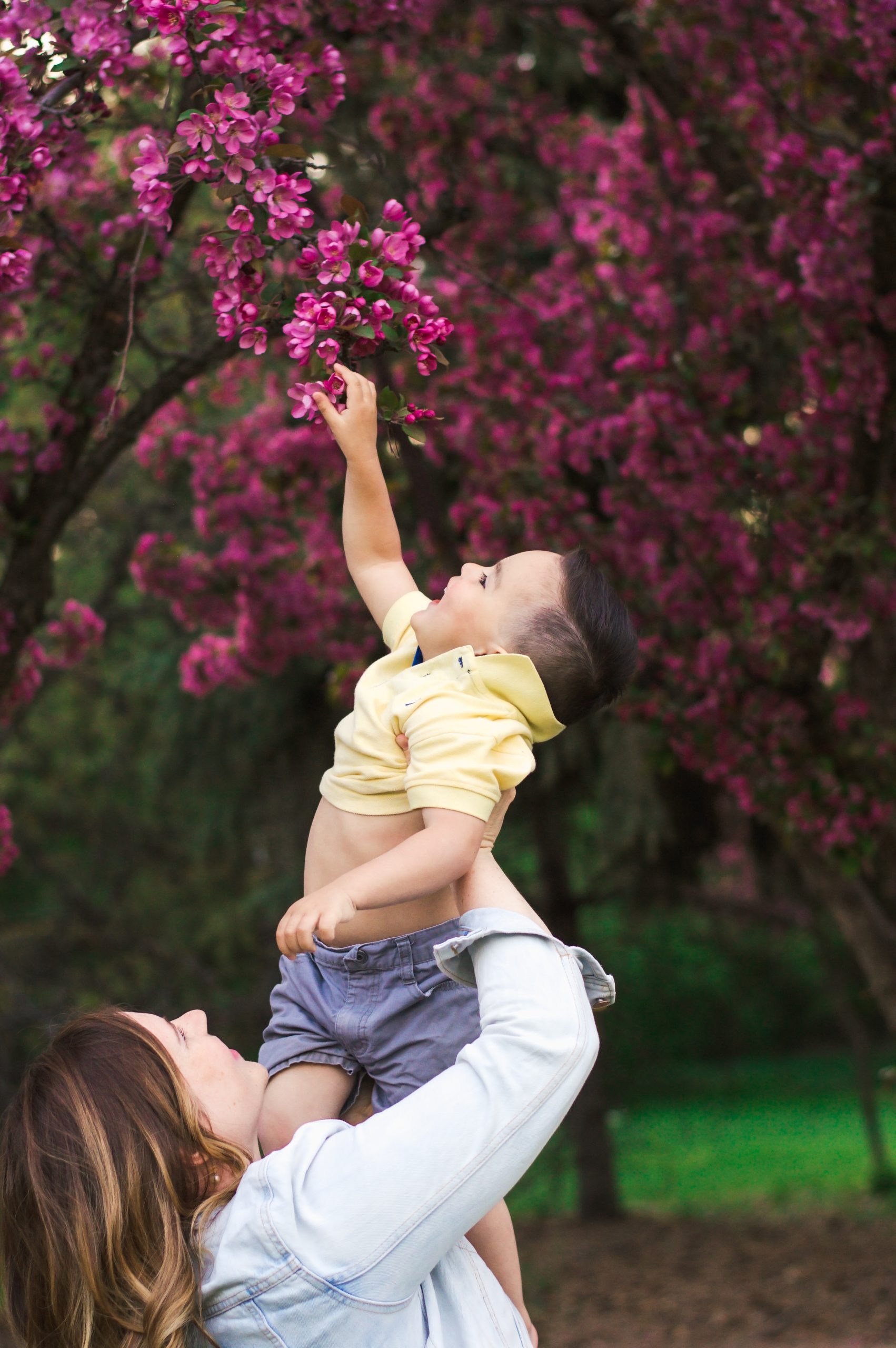 toddler reaches for pink blossom edmonton family photo session